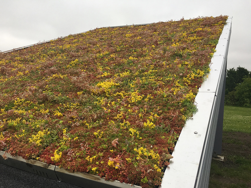 DTU tager hånd om fremtidens grønne tage