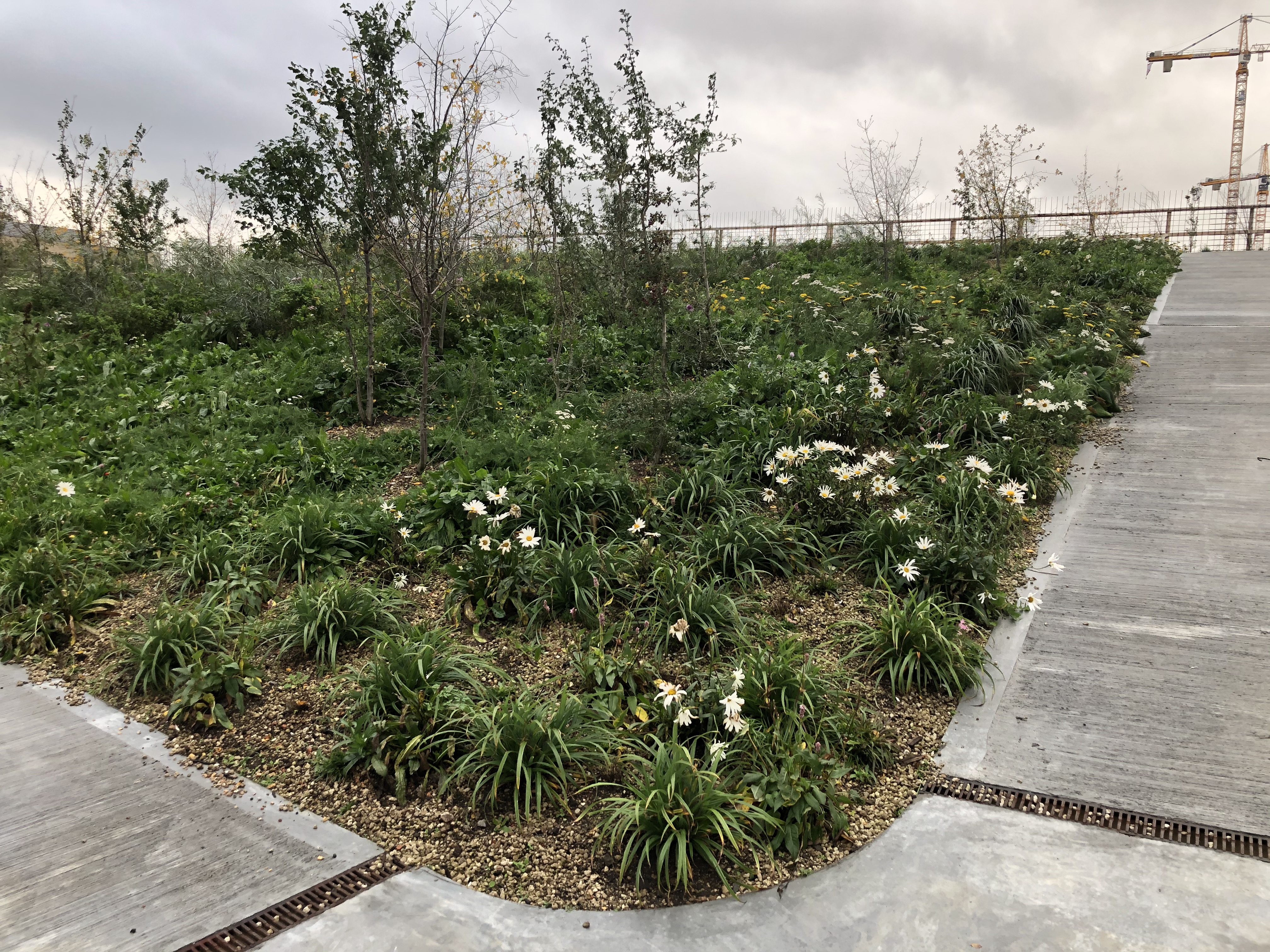 Grøn park over byen udnytter regnvandet og giver ly til dyreliv