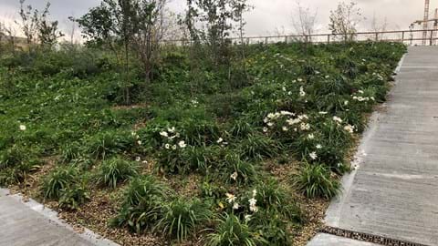 Grøn park over byen udnytter regnvandet og giver ly til dyreliv Grøn park over byen udnytter regnvandet og giver ly til dyreliv