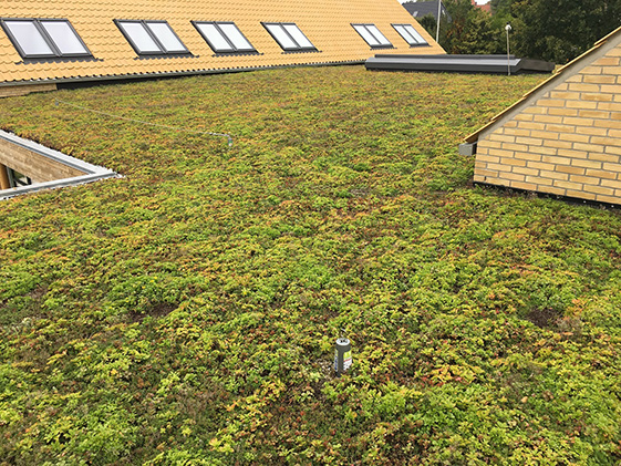 Grønt tag fuldender Svanemærket børneinstitution