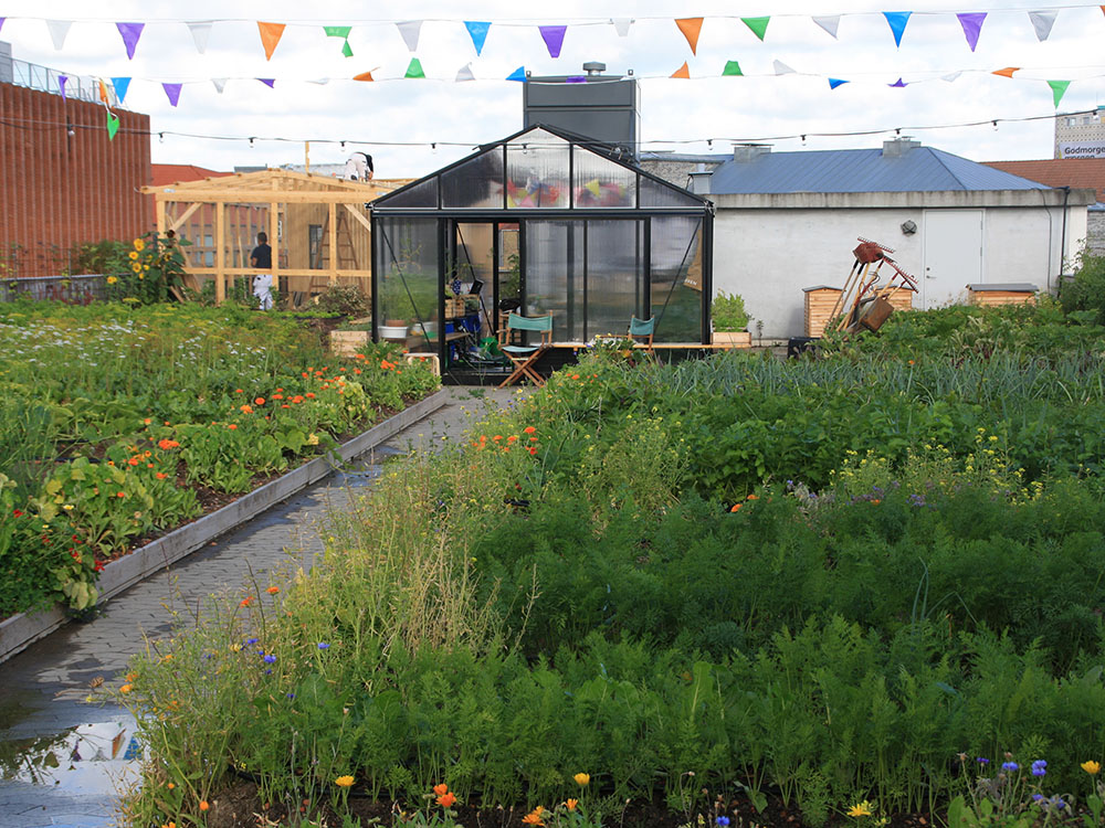 Danmarks første taglandbrug dyrker økologiske gulerødder i specialdesignede jordsubstrater