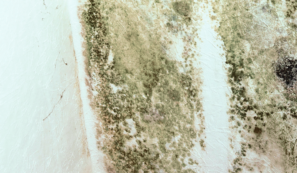 Hvordan fjerner du skimmelsvamp?